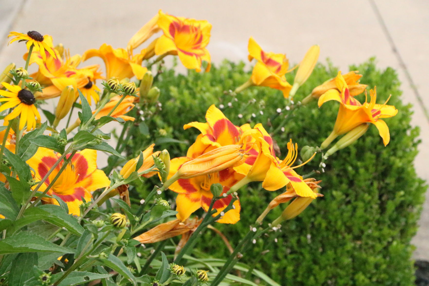 July Yard of the Month
